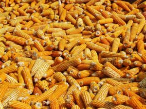 maize being dried