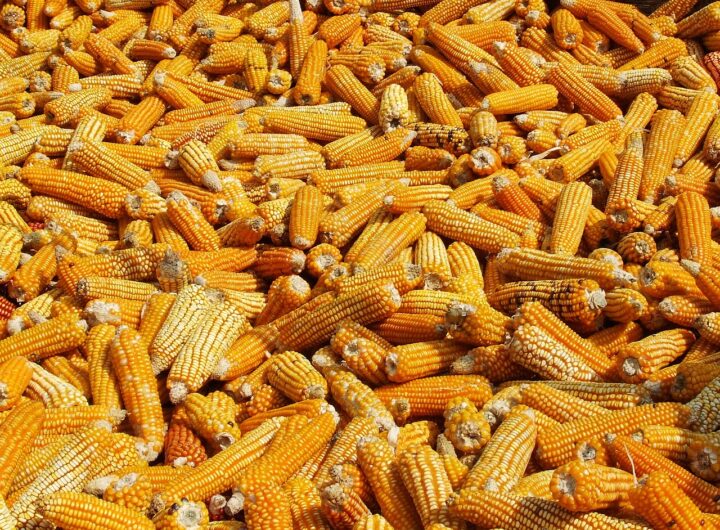 maize being dried